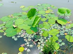 -东郊湿地公园