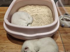 -狗道宠物(常熟印象城店)