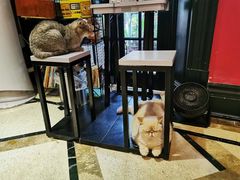 大堂-猫色咖啡·猫咖