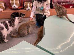 -Honey Bacca 哈尼芭卡高端萌宠(朝阳大悦城店)