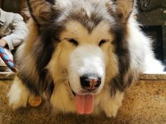 -more than meow吴止猫主题餐厅(承德 中船汇店)