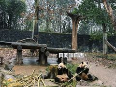 -都江堰中华大熊猫苑