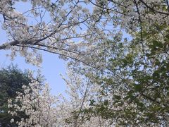-上海滨江森林公园