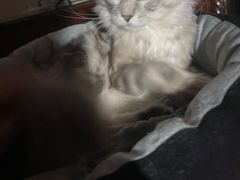 -飞行喵MR PILOT|猫舍·猫咖(静安大融城店)