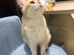 -逗柴咖啡屋·狗咖猫咖宠物桌游