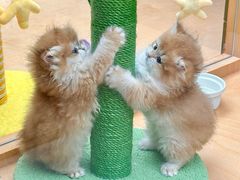 -帕帕拉兹宠物(亚洲旗舰店)