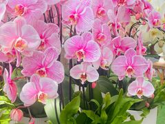 -上海鲜花港