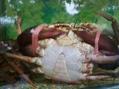-真浪大家乐海鲜餐馆