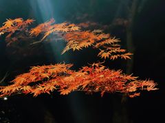 -家烧面馆【南山路知名经典面食】