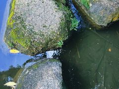 -燕晗山郊野公园