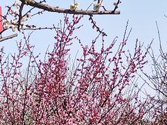 -香雪海