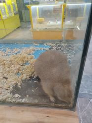 -神奇动物撸宠馆·羊驼·小浣熊·异宠(豫园店)