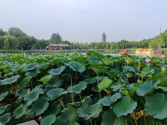 -西海子公园