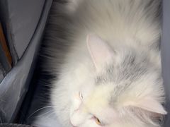 -达爱动物医院·犬猫分区·CT·复杂眼科(远洋山水分院)