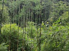 -西湖风景区-江洋畈生态公园