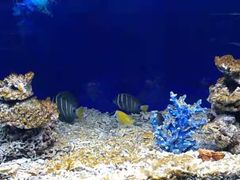 -沙沙哗啦海洋馆(华宇百花谷店)