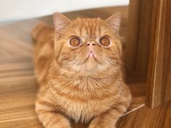 -飞行喵MR PILOT|猫舍·猫咖(静安大融城店)