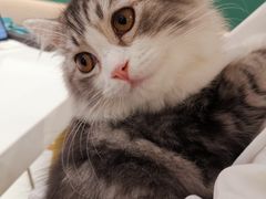 -飞行喵MR PILOT|猫舍·猫咖(静安大融城店)