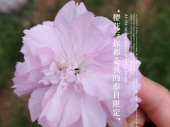 -羊山湖公园
