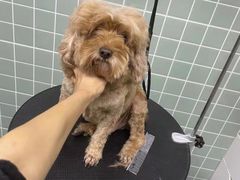 -哈尼爱宠·宠物生活会馆