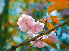 -长白岛森林公园