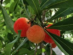 -西山樟坞健康果园枇杷杨梅采摘