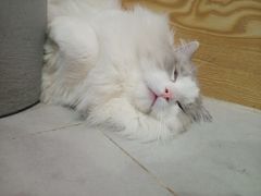 -Heymao猫咖.咖啡厅(东门店)