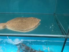 -港畔赶海蒸汽海鲜烧烤自助(仙螺岛店)