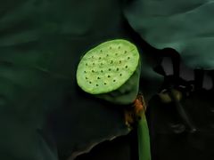 -荔湾湖公园
