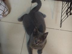 -博特宠物医院24h犬猫全科.骨科·异宠