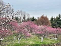 -上海海湾国家森林公园