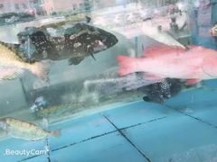 -大东海海鲜酒楼(渔人码头总店)