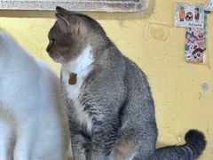 -喵小馆·猫咖狗咖猪咖·饮品店