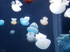 -新加坡海洋生态馆