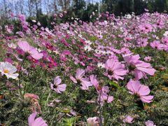 -前小桔亲子创意农场·草莓采摘·露营烧烤