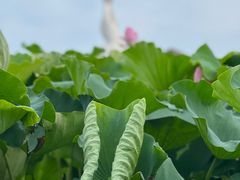 -荷塘月色湿地公园·向阳花洲