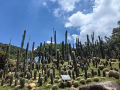 -深圳仙湖植物园