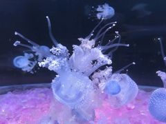 -欢乐海岸海洋奇梦馆