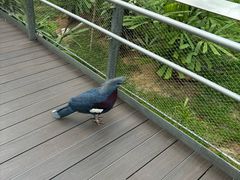 -新加坡飞禽公园