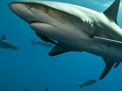 -清真·八大碗(新华店)