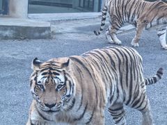 -大连森林动物园