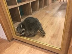 -藦茜花园宠物主题亲子互动体验馆(国顺东路店)