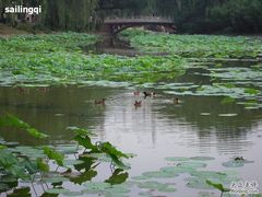 -紫竹院公园冰场