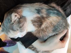 -平行世界·猫咖(首经贸店)