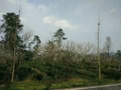 -樱桃山旅游景区