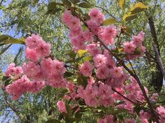 -长白岛森林公园