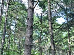 -帽儿山国家森林公园