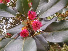 -广州市流溪河国家森林公园