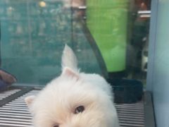 -FAELING PETS美天灵宠物(合生汇店)