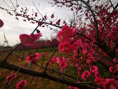 -同里国家湿地公园
